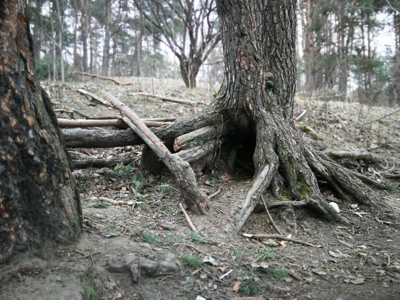 Šeškinės ozo apsaugos statusas