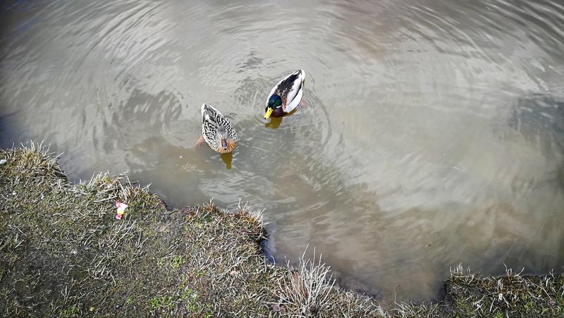 Šeškinės ozo biologinė įvairovė