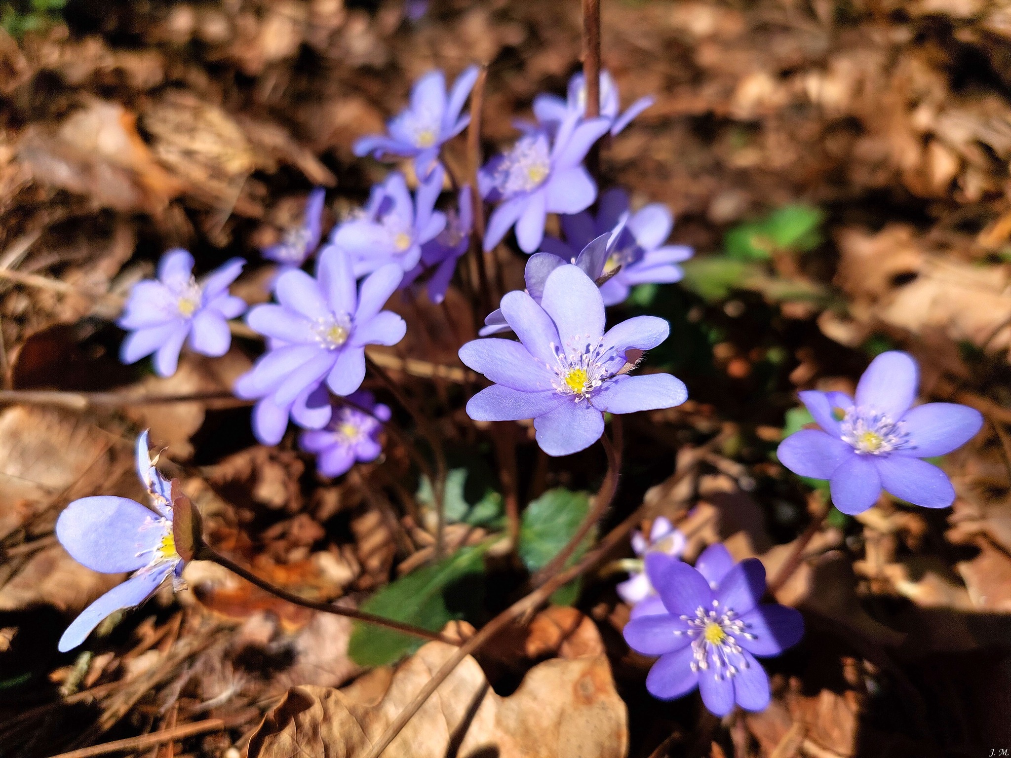 Bendruomenės veikla