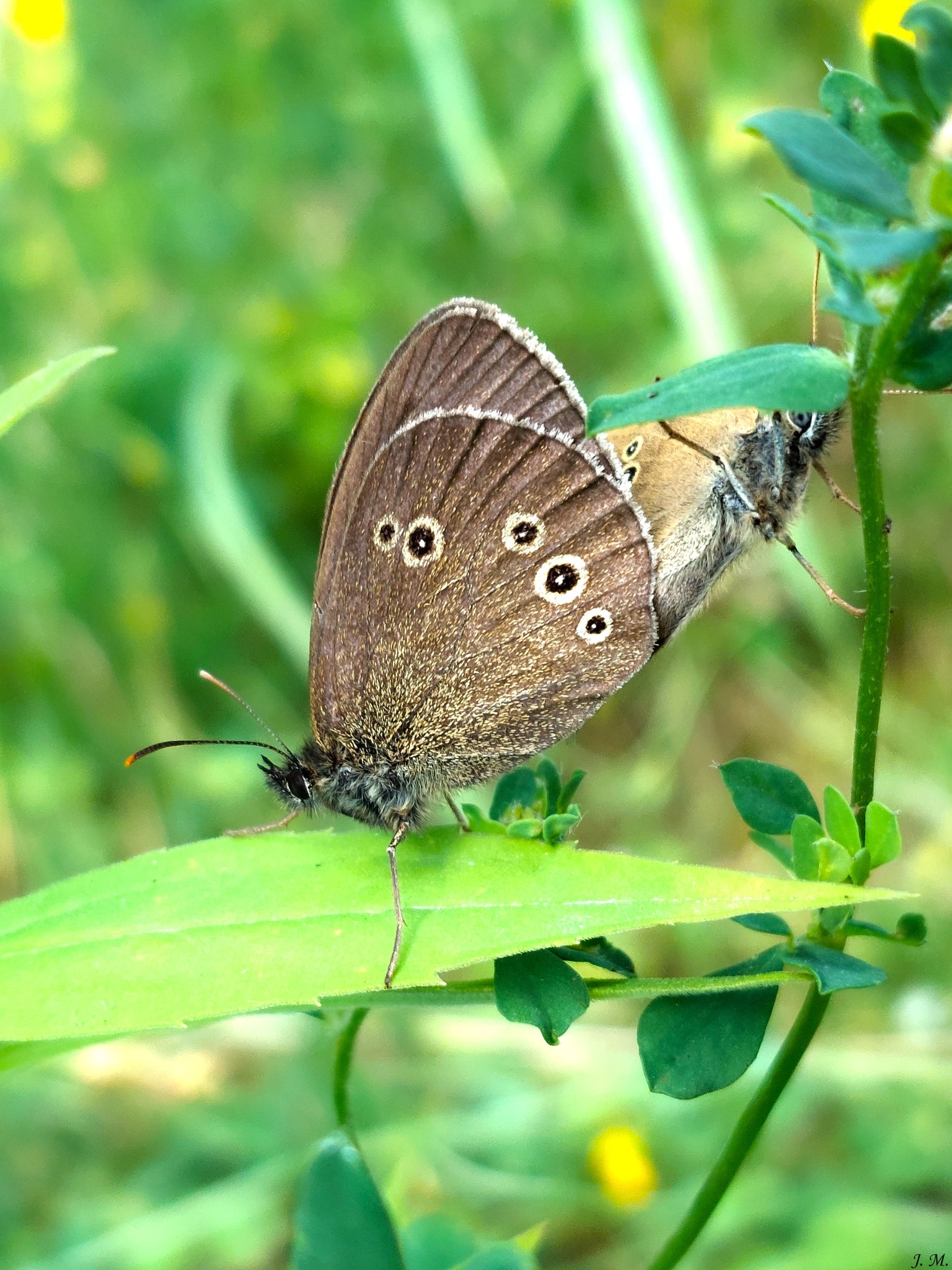 Klimato kaitos pasekmės