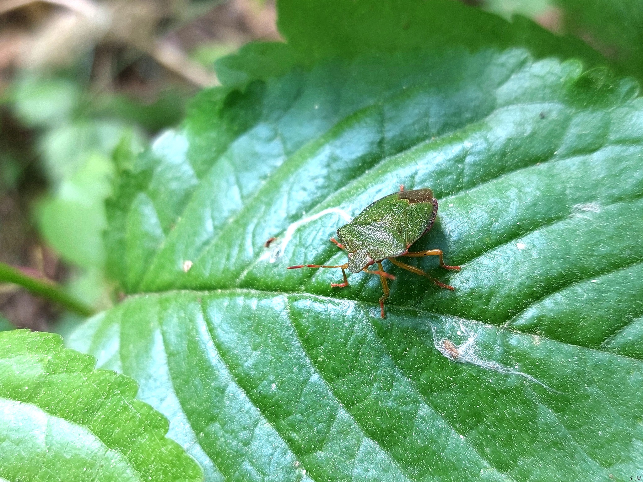 Kompleksinė grėsmių sąveika